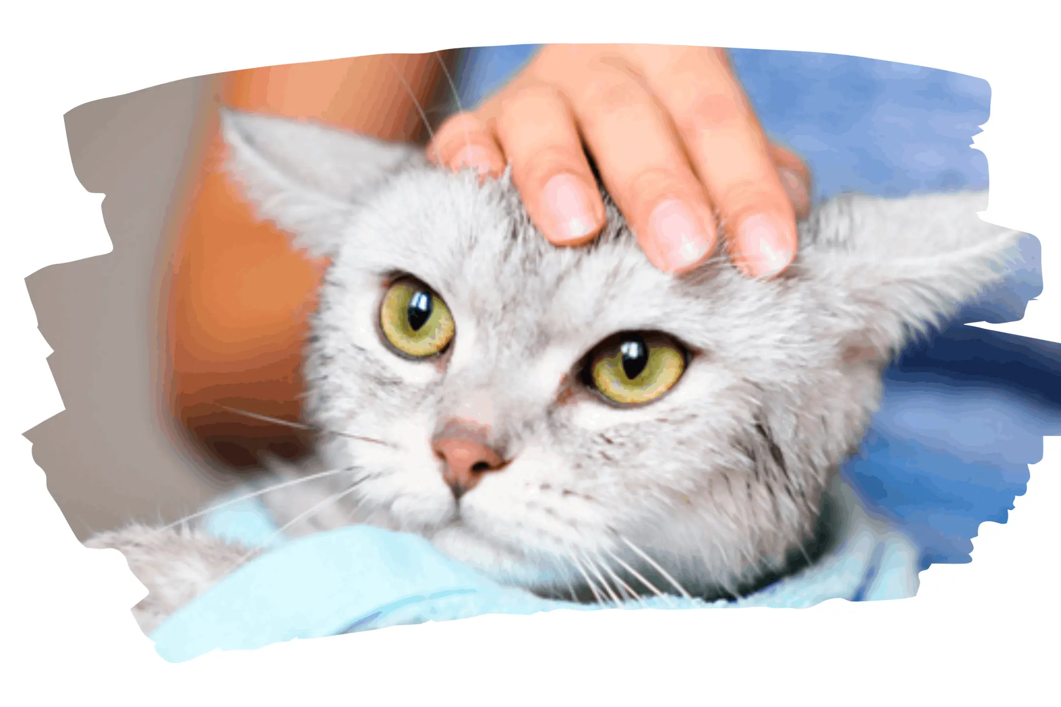 Banhos e tosquias para gatos Óbidos Portugal