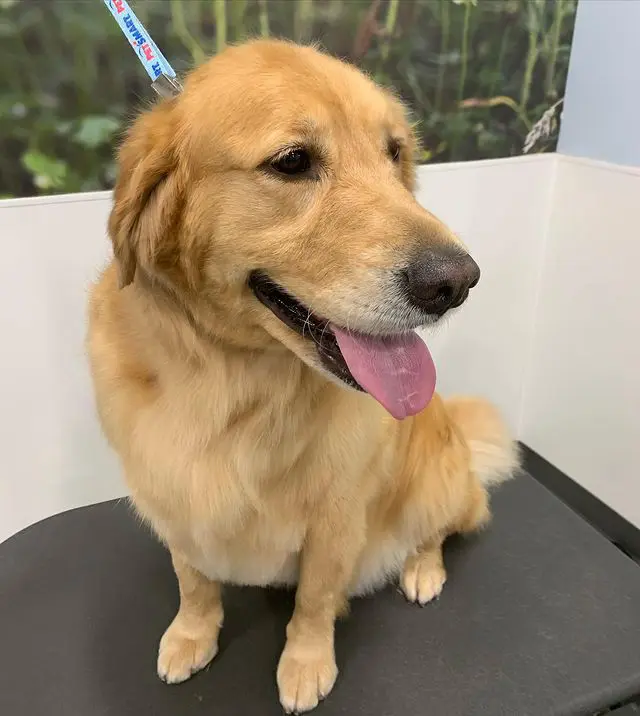 Tosquias para Cães Óbidos